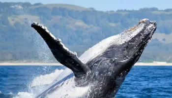 Temporada-de-Ballenas-en-Puerto-Madryn