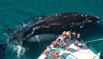 whale-watching